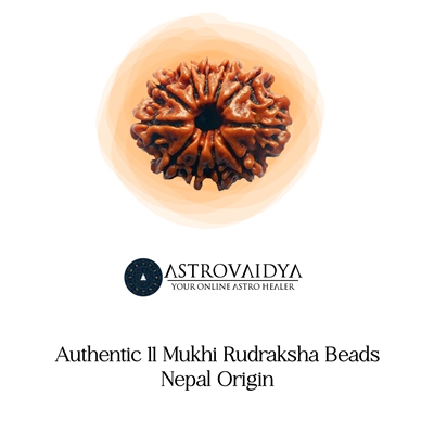 11 Mukhi Rudraksha