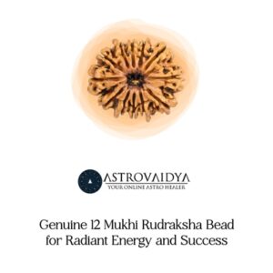 12 Mukhi Rudraksha