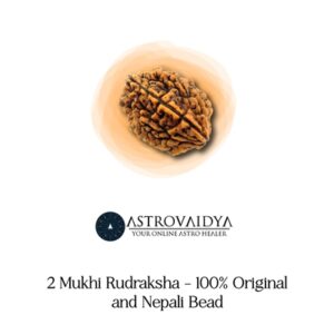 2 Mukhi Rudraksha