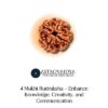 4 Mukhi Rudraksha