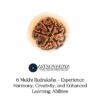 6 MUKHI RUDRAKSHA