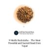 9 Mukhi Rudraksha